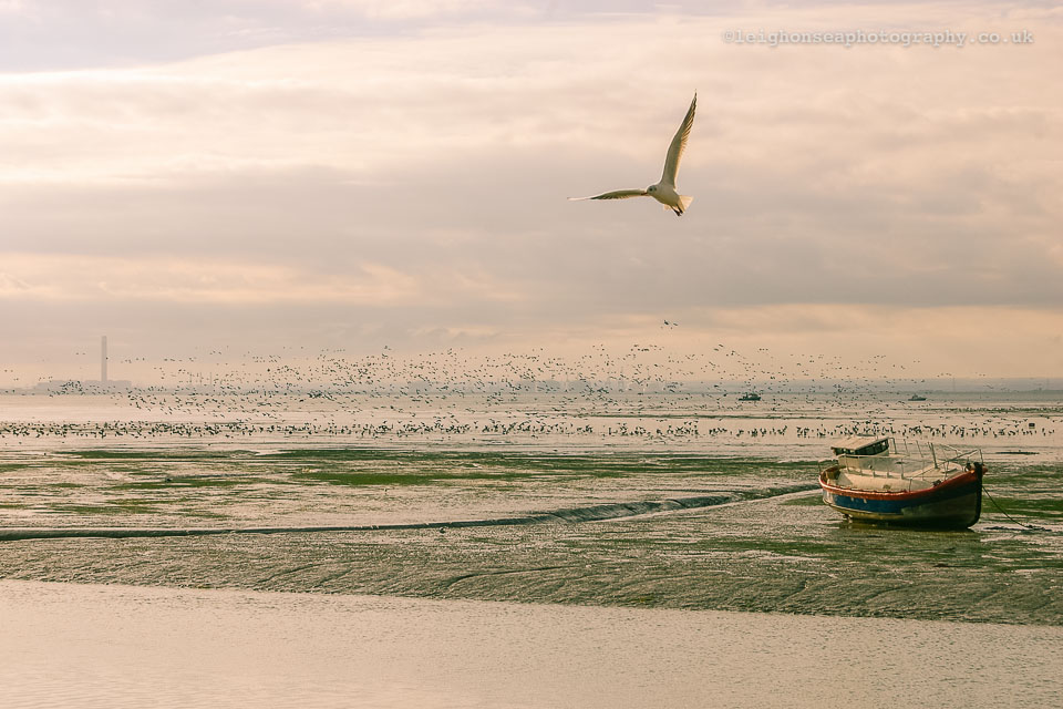 One-gull,-1,000-geese.jpg