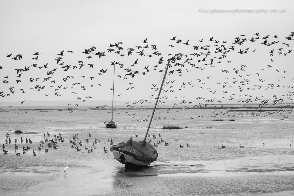 Brent-geese-mono.jpg