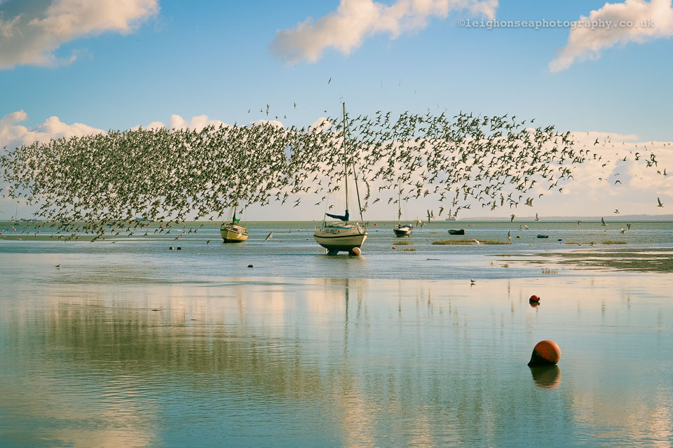 Dunlin-dance.jpg