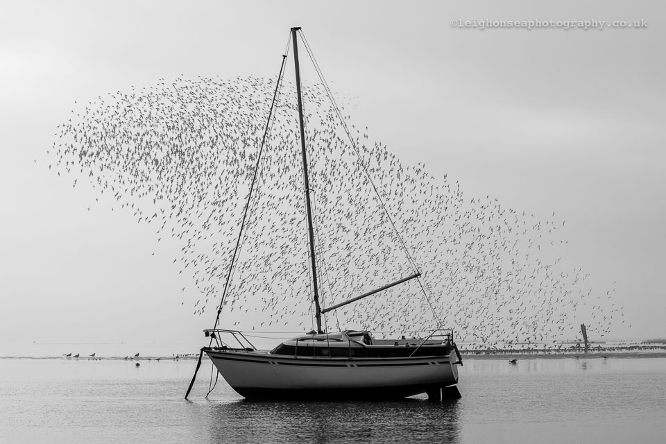 Dunlin-fan.jpg