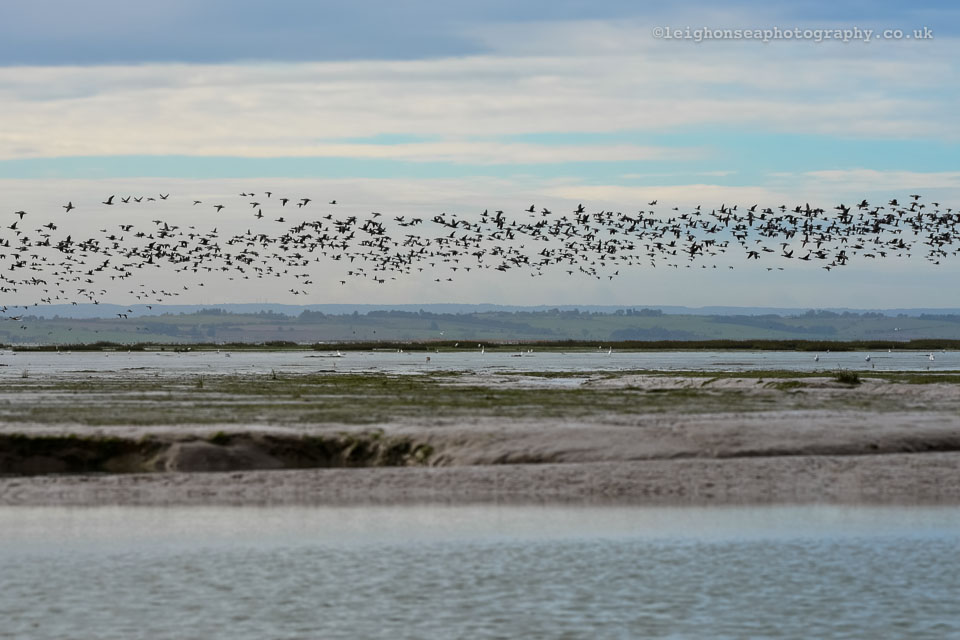 Ribbon-of-geese.jpg