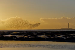 Dunlin-at-dawn.jpg