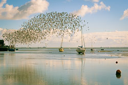 Dunlin-dance-III.jpg