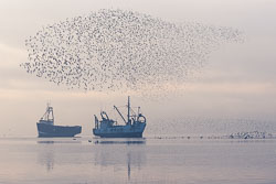 Dunlin-fish.jpg