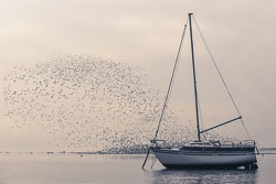 Dunlin-landing.jpg