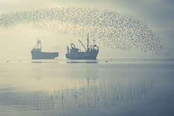 Spray-of-dunlin.jpg