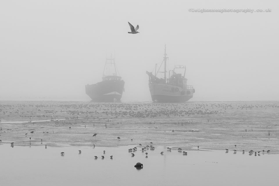 Dunlin-feeding.jpg