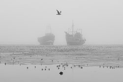 Dunlin-feeding.jpg