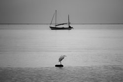 Little-egret.jpg